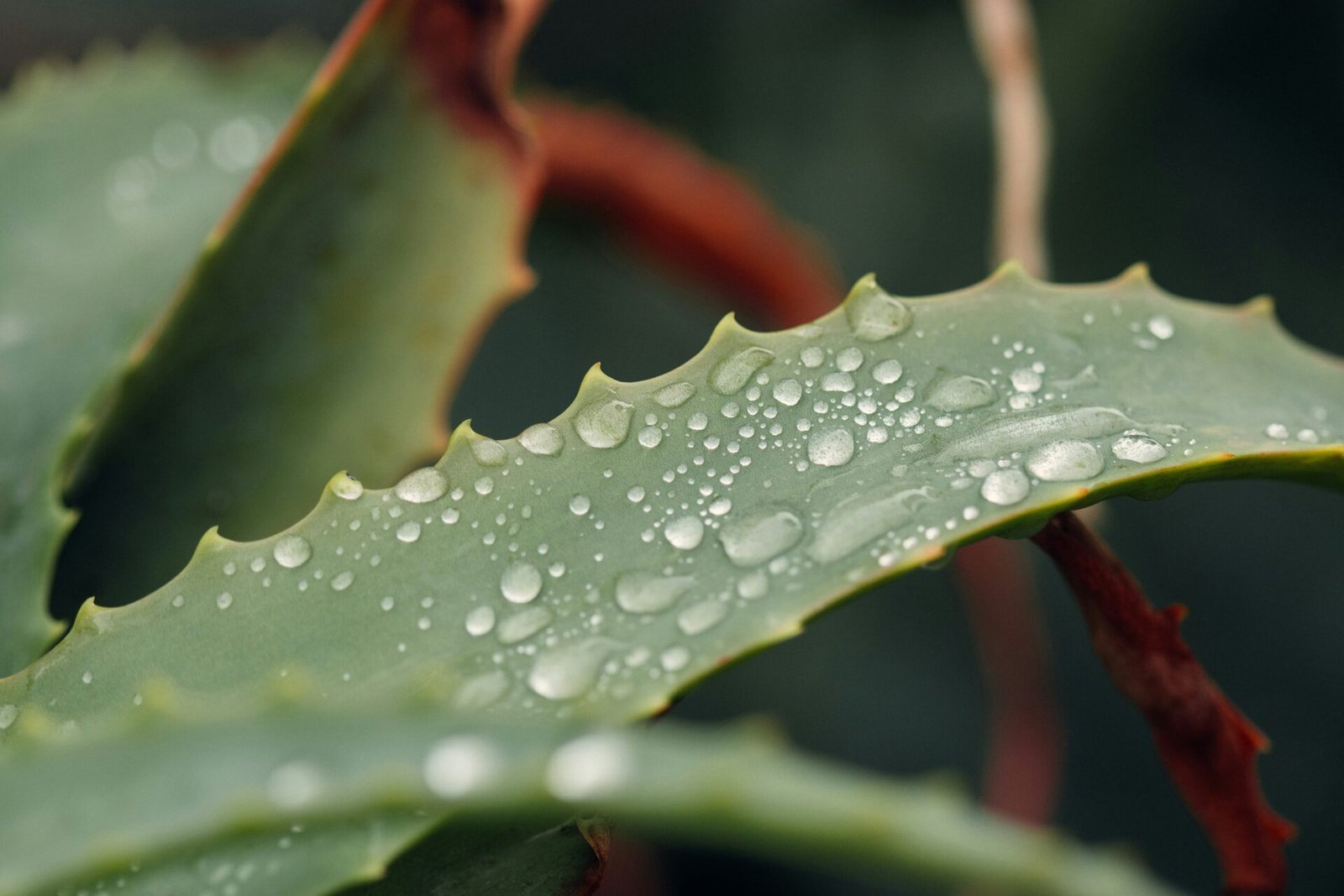 Photo of a moist aloe vera leaf by Griffin Wooldridge via Unsplash.com